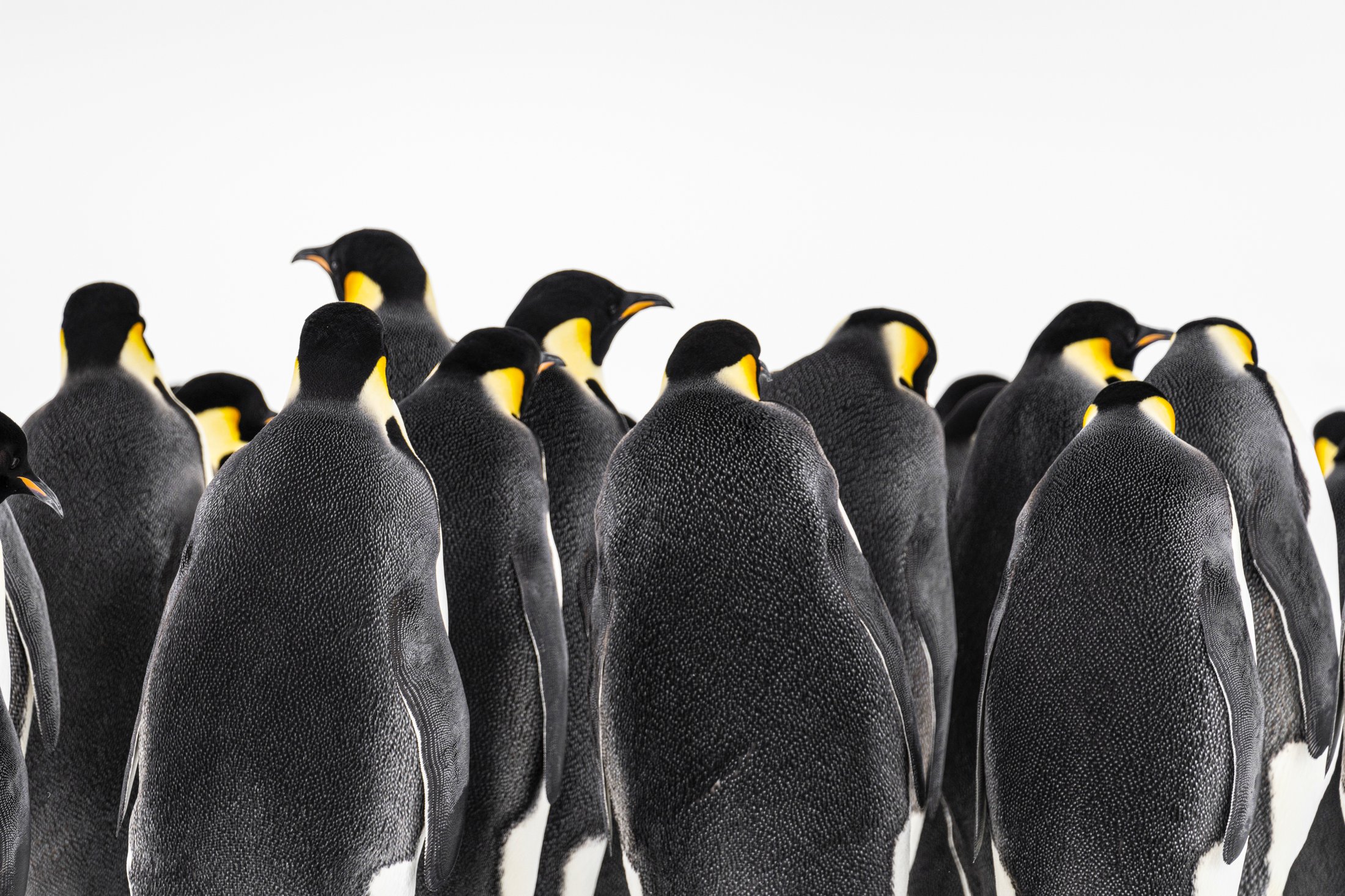 Antarctique - Manchots empereurs sur le continent blanc